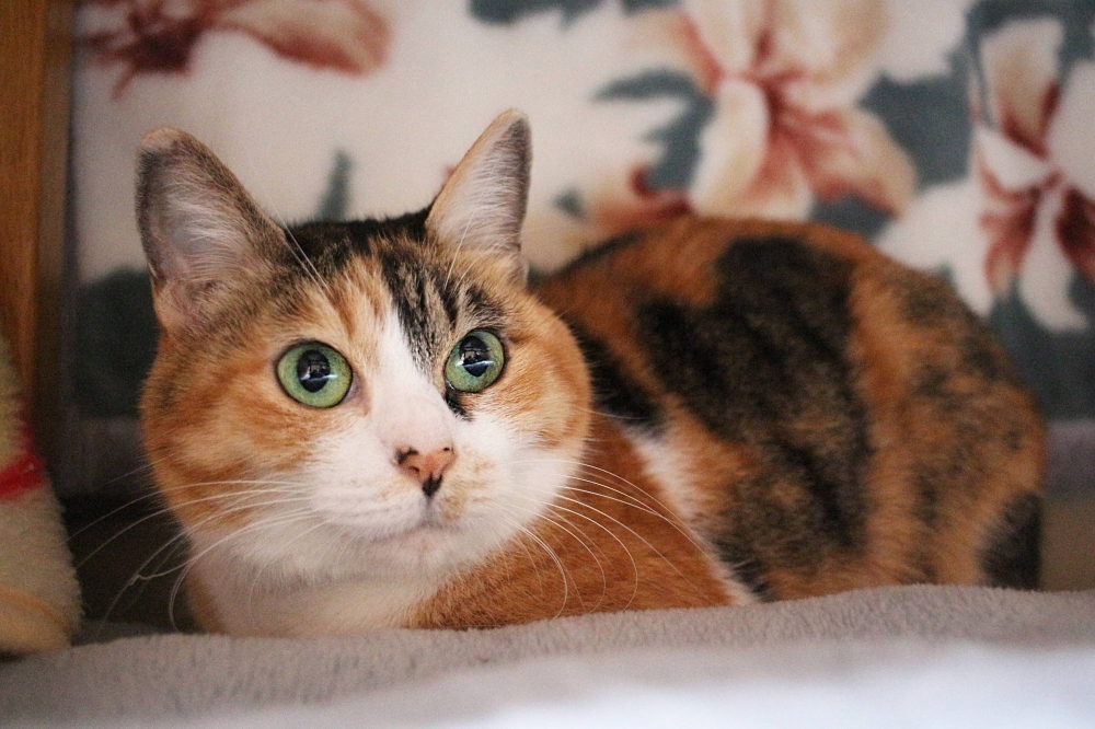 If you are interested in adopting, email ARK at Tokyoark@arkbark.net or call 050-1557-2763 (English or Japanese). If you are interested in adopting, email ARK at Tokyoark@arkbark.net or call 050-1557-2763 (English or Japanese).