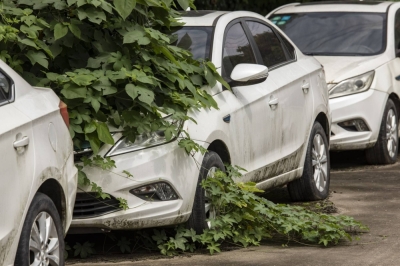 Subsidies in China turned the country into an electric vehicle giant but produced weed-infested graveyards of abandoned EVs.