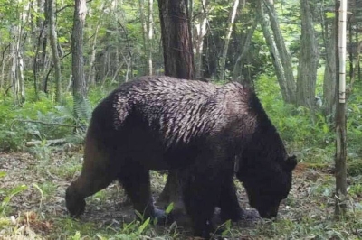 A bear spotted in the town of Shibecha, Hokkaido, in June