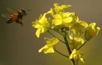 Researchers have replicated the eye structure of insects like bees that can navigate visually based on the intensity and polarization of sunlight.
 | REUTERS