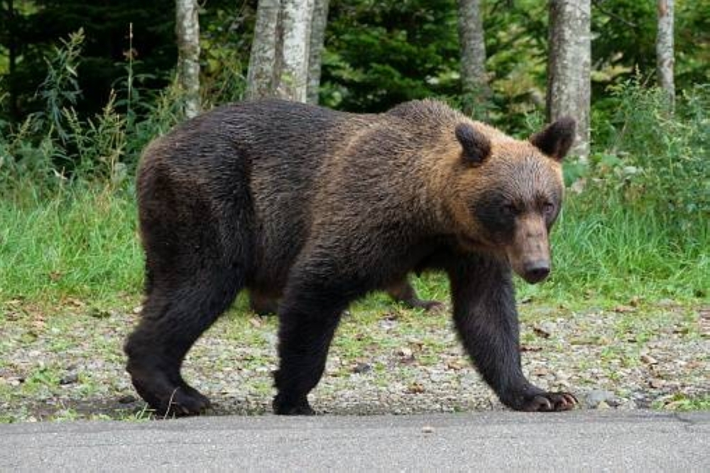 Humans vs. wildlife conflicts were on the rise in 2023, with bears being drawn into cities and towns by  food sources such as  compost waste, persimmons and chestnuts.