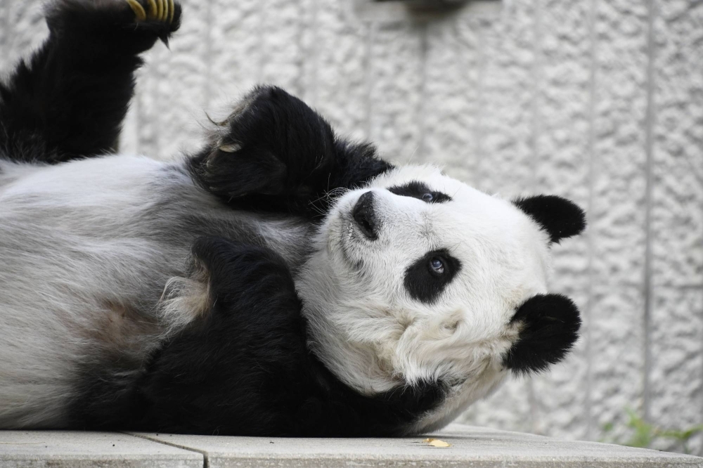 Oji Zoo in Kobe said Wednesday that it will delay the return of a giant female panda named Tan Tan to China by another year as the animal undergoes medical treatment.