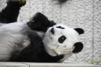 Oji Zoo in Kobe said Wednesday that it will delay the return of a giant female panda named Tan Tan to China by another year as the animal undergoes medical treatment. | Courtesy of city of Kobe / via Kyodo