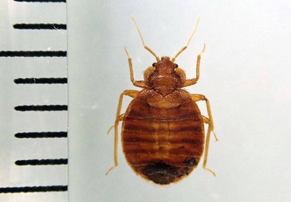 The sudden resurgence of bedbugs in Japan follows reports of similar outbreaks in countries like South Korea and France.