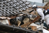 An Aichi Prefectural Police rescue team member with a detection dog seaches for people possibly trapped in a collapsed building in Wajima, Ishikawa Prefecture, on Wednesday. | KYODO