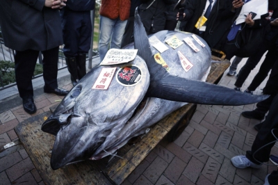 The most expensive tuna sold at this year's first auction displayed outside Toyosu Market in Tokyo on Friday