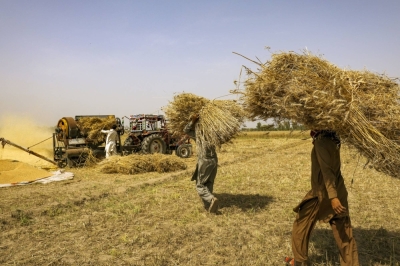 Harvesting wheat in Punjab, Pakistan