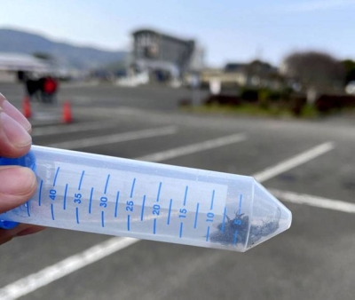 Blowflies collected by a research team led by Ryosuke Fujita, an associate professor at Kyushu University's Graduate School of Bioresource and Bioenvironmental Sciences, in Izumi, Kagoshima Prefecture, in December 2022