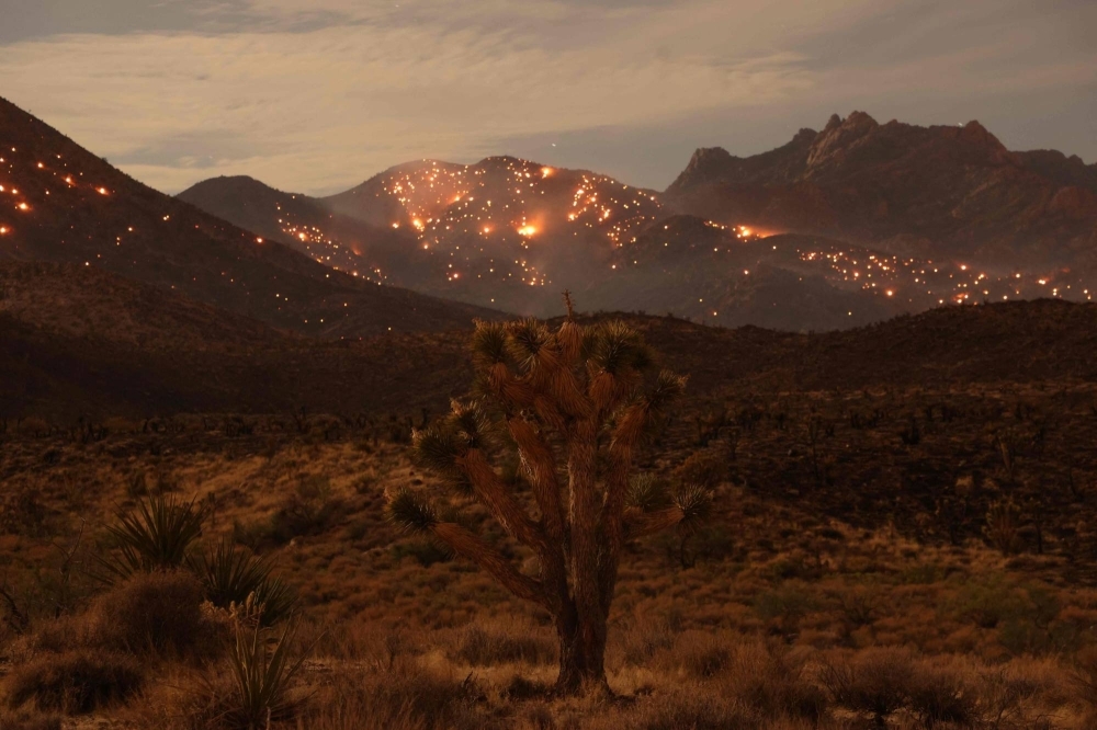 A Joshua Tree is seen as the York fire burns in the distance in the Mojave National Preserve on July 30, 2023. The year of 2023 was the hottest on record, with the increase in Earth's surface temperature nearly crossing the critical threshold of 1.5 degrees Celsius.