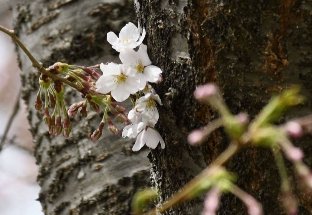 The Somei-Yoshino sample cherry tree used to declare the official start of the cherry blossom season in Sapporo comes into bloom on April 15, 2023, the earliest blossoming since record-keeping began in 1953.