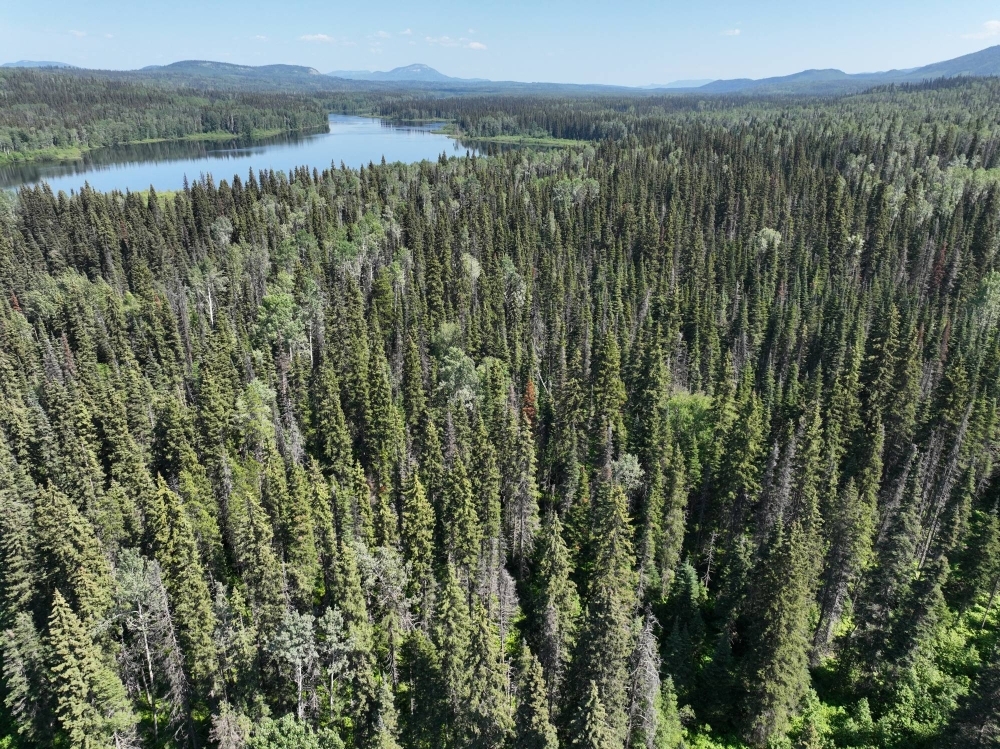 An old growth forest near Fort St. James, British Columbia, Canada, in an area where pellet producer Drax is permitted to cut.