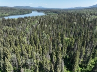 An old growth forest near Fort St. James, British Columbia, Canada, in an area where pellet producer Drax is permitted to cut. | Conservation North 
