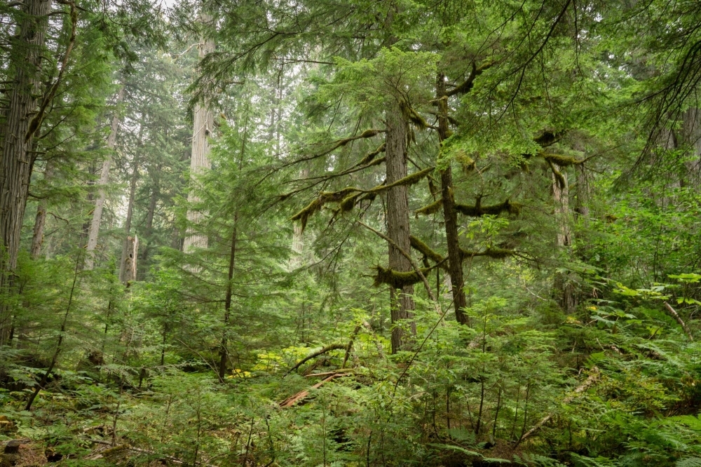 Primary forest near Revelstoke, British Columbia. Forest land accounts for roughly two-thirds of the province's total area. Primary forest near Revelstoke, British Columbia. Forest land accounts for roughly two-thirds of the province's total area.