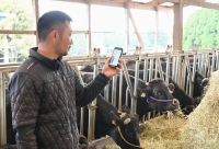 Livestock farmer Keita Higuchi experiments with a smartphone app that alerts user when a pregnant cow exhibits the typical signs seen before going into labor. | Nikon / via Kyodo