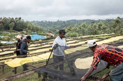 Farmers dry coffee beans at the Thiririka farming cooperative in Kiambu County, Kenya, in November 2022.