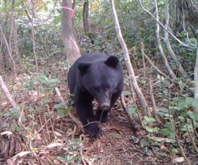 A wild bear spotted in Joetsu, Niigata Prefecture, in October 2022