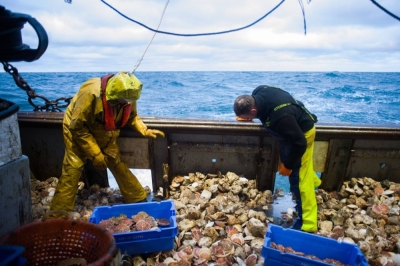 Fishers sort scallops aboard a French fishing trawler in the English Channel in 2021.