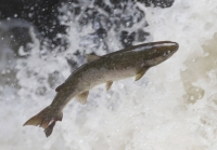 Salmon farming can be a nasty business. Breeding involves removing eggs and sperm from anesthetized fish, and typically euthanizing males after extraction. | Reuters 