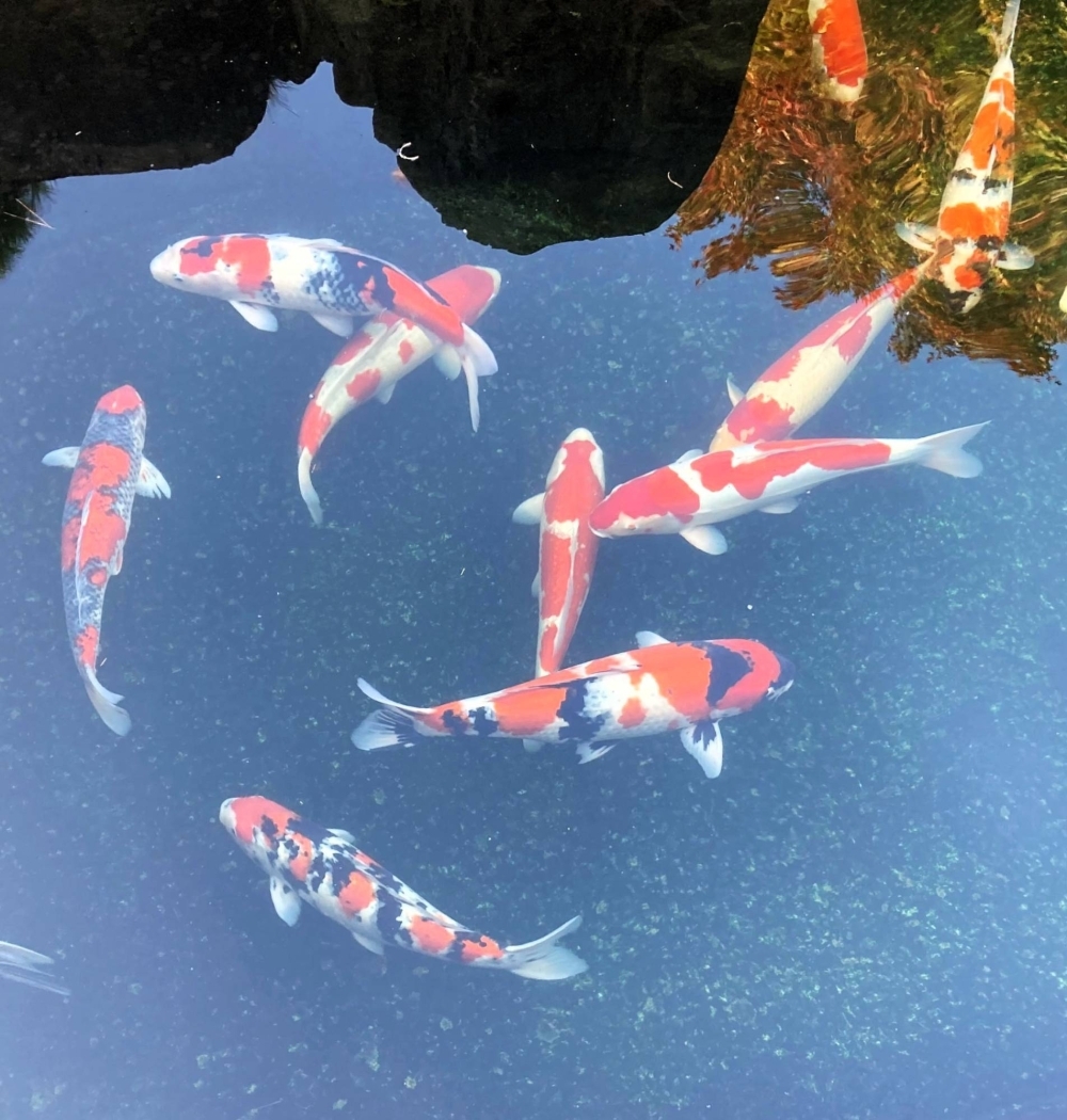 Nishikigoi, or ornamental carp, swim in an exhibition facility in Ojiya, Niigata Prefecture, on Nov. 1. The same month, China announced a ban on the import of the fish from Japan.