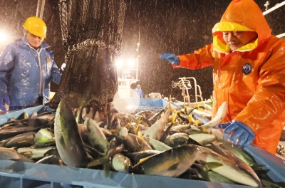 Monday's winter yellowtail catch at Takojima port in Suzu, Ishikawa Prefecture.