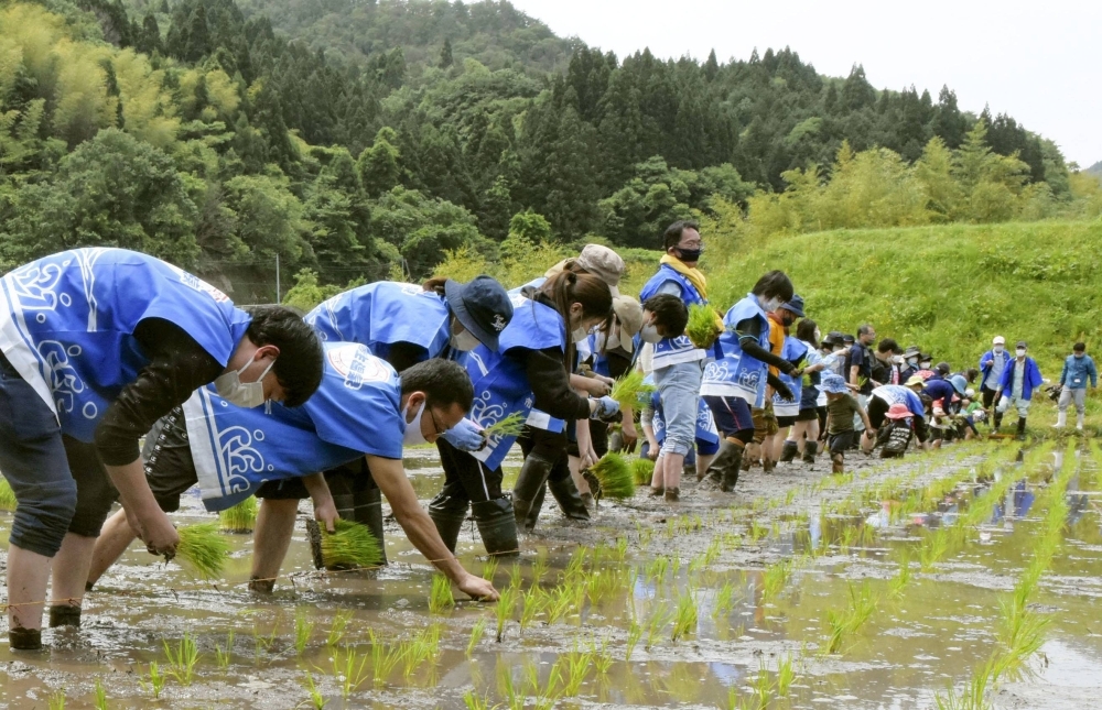 People plant rice seedlings at a paddy in Hoki, Tottori Prefecture, in May 2021. Agriculture — mostly rice production and livestock farming — accounts for 77% of Japan's total methane emissions, much higher than in the U.S. and Europe.