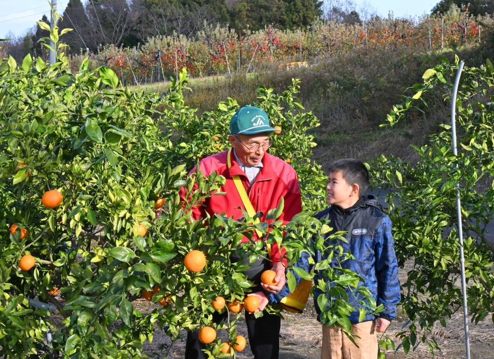 Masanao Saito harvests his mikan tangerines with his grandson, Akihito Oyama, at his farm in Yamamoto, Miyagi Prefecture, on Dec. 8. Behind them are apple trees full of fruit.