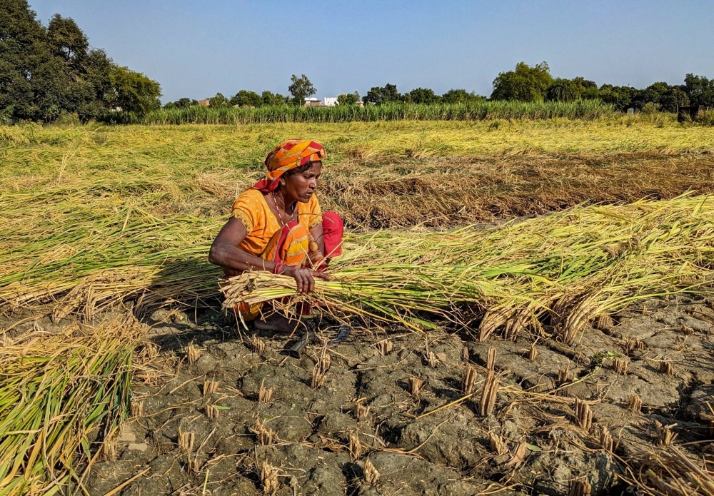 The rural economy has been hurt by a drop in the output of some key crops, such as wheat, in the past three years due to a rise in temperatures, patchy monsoon rains and falling reservoir levels.