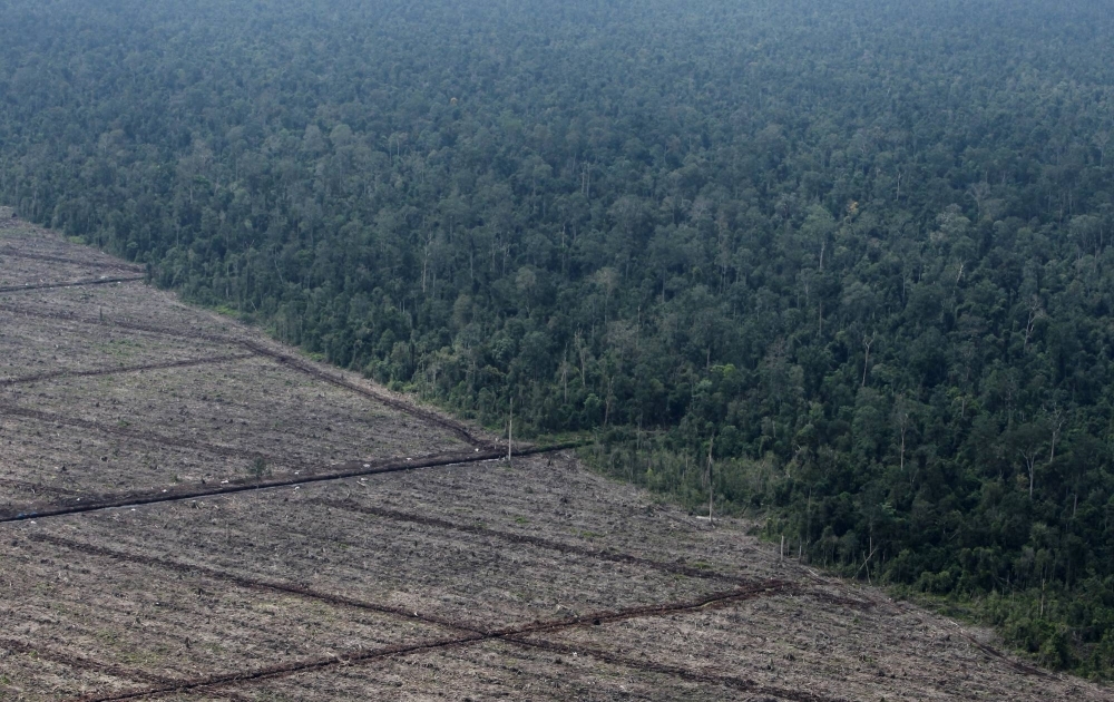 Deforestation on Indonesia's Sumatra island in 2010