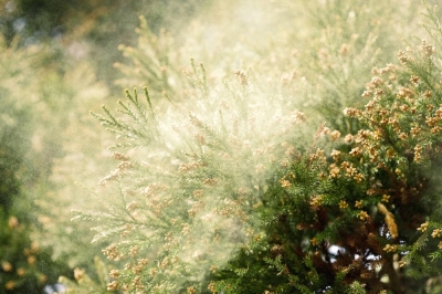 A majority of pollen allergy cases in Japan are caused by cedar trees, which cover 18% of Japan’s forests, due mostly to Japan’s forestation policy after World War II.