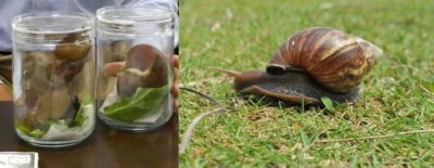 Giant African snails are unpopular among local residents and are referred to as an alien species that shouldn’t be touched, as they damage crops and sometimes hosts rat lungworms.
