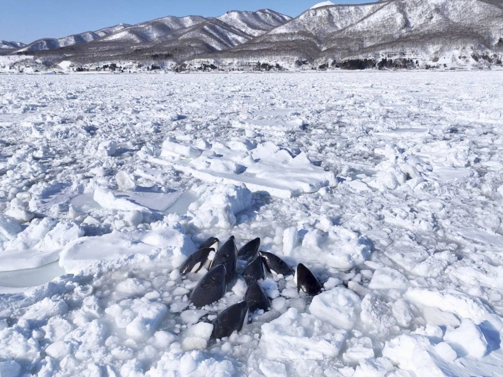 Killer whales are trapped in drift ice on Tuesday off the coast of the town of Rausu in Hokkaido.