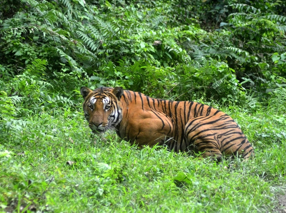 A Bengal Tiger pauses in a jungle clearing a Kaziranga National Park, some 280 kilometers east of Guwahati in 2014. Tigers in India have been photographed in high-altitude mountains rarely seen before, with experts suggesting relentless human pressure and a heating climate are driving them from traditional hunting grounds.