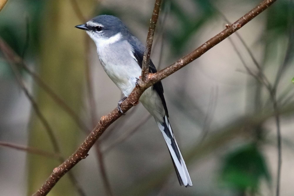 Apps such as Merlin Bird ID that help identify birds such as the Ryukyu minivet seen here increased in popularity during the pandemic.