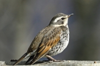 A tsugumi (dusky thrush). Bird-watching increasingly plays a critical role in mapping bird behaviors and paving the way for policy and conservation initiatives. | Ryouji Shimada