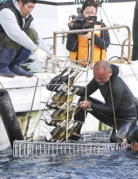 Bottles of wine are submerged in the Oshima Strait off Setouchi for maturation on Jan. 30. | Kyodo