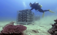 Bottles of wine in cages are placed on the seabed in the Oshima Strait off the town of Setouchi, Kagoshima Prefecture, on Jan. 30. | Courtesy of III Three Co. / via Kyodo