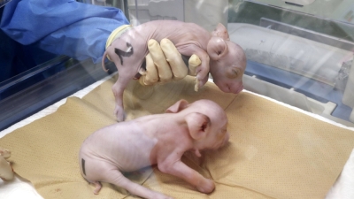 Clone piglets born Sunday with genetically modified embryos