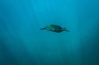 A sea turtle swims off the coast of Brazil. Sea turtles can migrate hundreds or thousands of miles.  | Bloomberg
