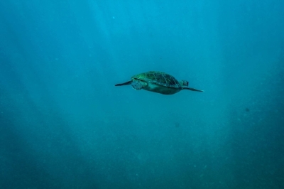 A sea turtle swims off the coast of Brazil. Sea turtles can migrate hundreds or thousands of miles. 