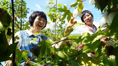 Women in a cotton field at a welfare facility in Yamanashi Prefecture in the film "Fujiyama Cottonton." The film aims to show audiences the everyday lives of people with disabilities.