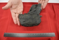 A lower jawbone fossil from a tyrannosaurid dinosaur is shown at the Amakusa Municipal Government office in Kumamoto Prefecture on Thursday. | Jiji
