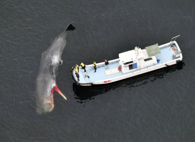 A boat approaches a dead whale floating in Osaka Bay in Sakai, Osaka Prefecture, on Monday.
