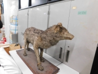 Specimen M831 stored at the National Museum of Nature and Science’s Tsukuba Research Departments in Ibaraki Prefecture | Courtesy of Hinako Komori
