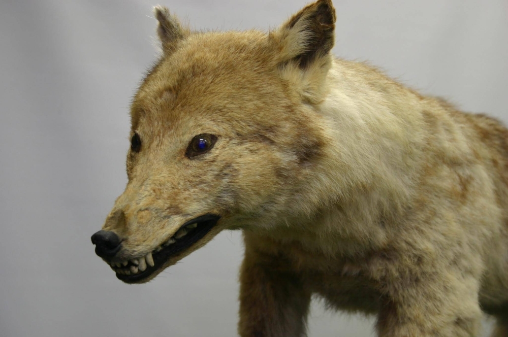 A stuffed specimen of the Japanese wolf stored at the University of Tokyo's Faculty of Agriculture.  A stuffed specimen of the Japanese wolf stored at the University of Tokyo's Faculty of Agriculture.