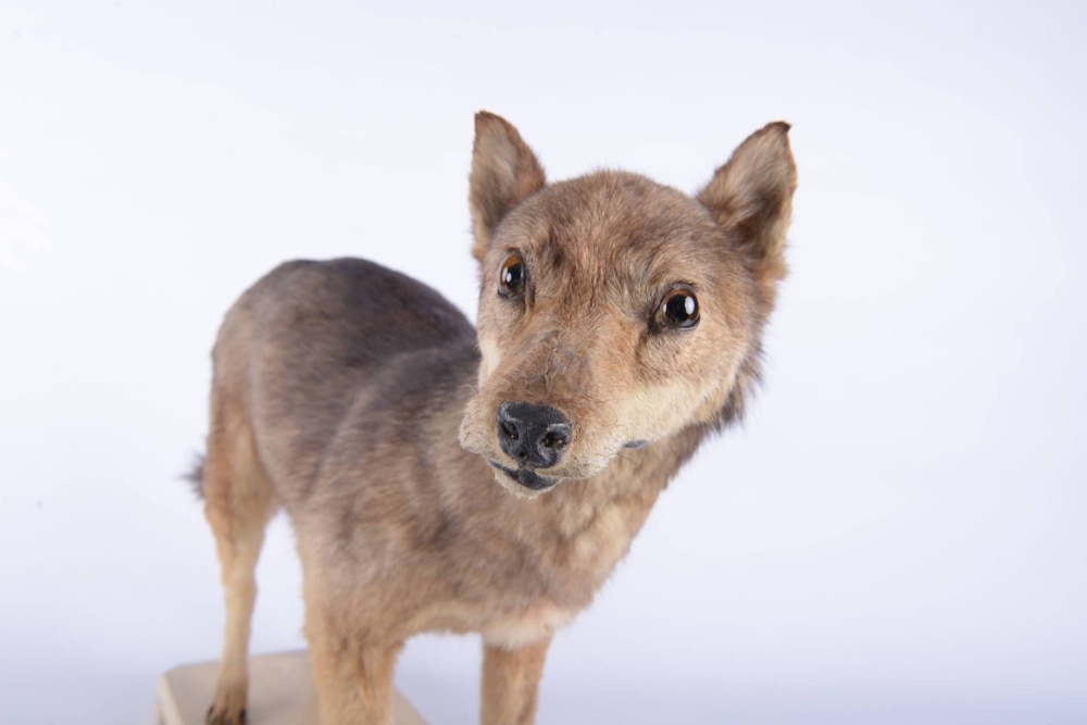 A mounted specimen of the Japanese wolf stored at the Naturalis Biodiversity Center in Leiden, Netherlands.  A mounted specimen of the Japanese wolf stored at the Naturalis Biodiversity Center in Leiden, Netherlands.