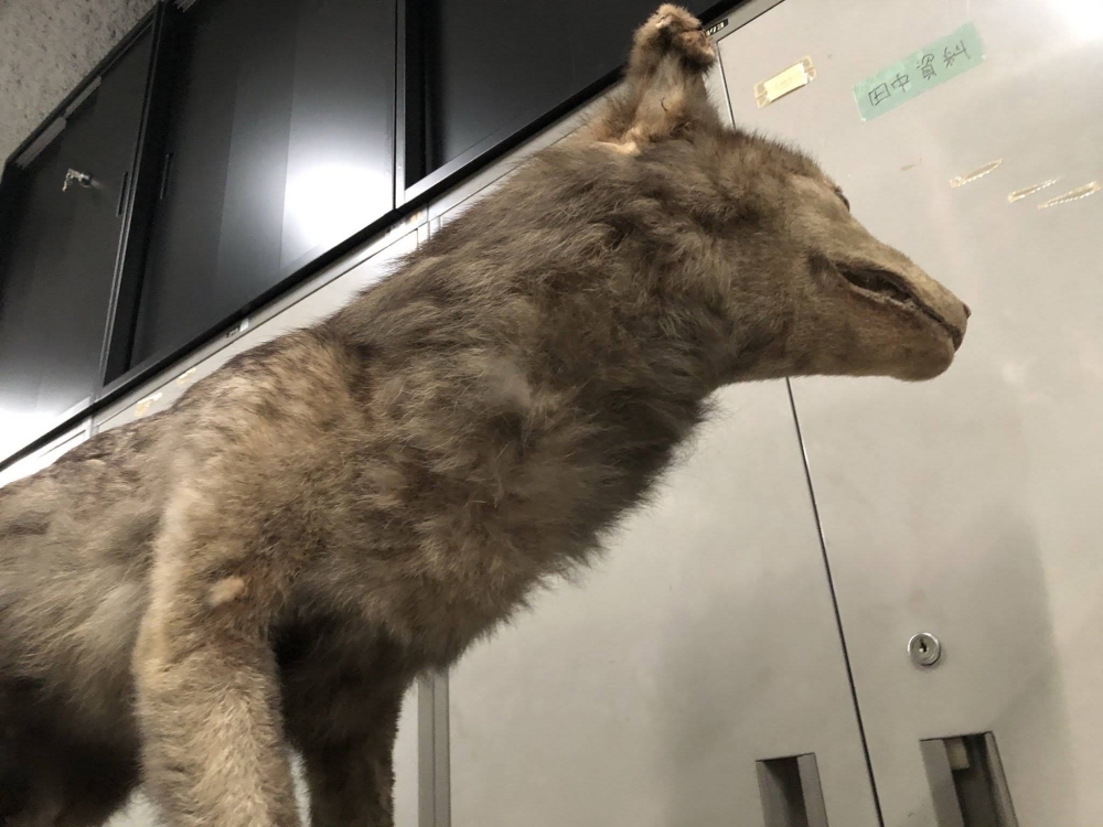 Extensive research indicates that the specimen labeled M831 could be one of two Japanese wolves kept at Tokyo’s Ueno Zoo in the late 19th century.