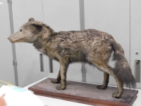 The day after she returned from the tour of the Tsukuba research facility, Hinako Komori sent a message to the National Museum of Nature and Science inquiring about the identity of specimen M831, the mysterious taxidermy she saw. | Courtesy of Hinako Komori
