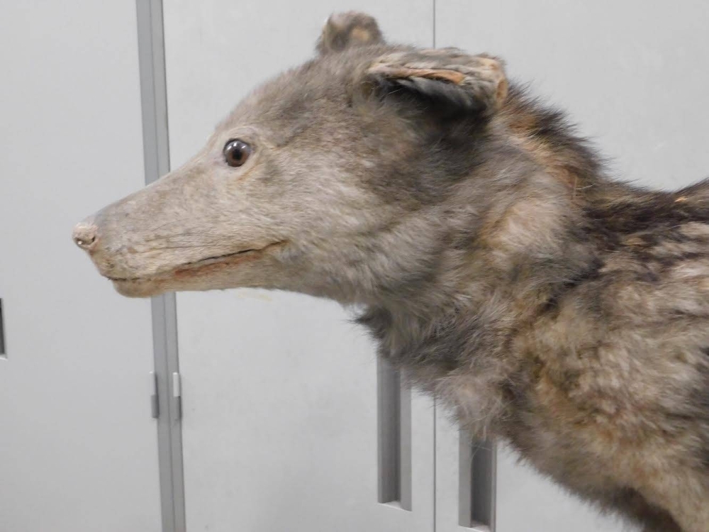 How a 13-year-old discovered a possible Japanese wolf specimen - The ...
