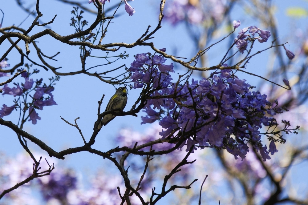 A bird rests on the branch of a jacaranda tree in Mexico City on Feb. 19.