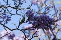 A bird rests on the branch of a jacaranda tree in Mexico City on Feb. 19. | REUTERS